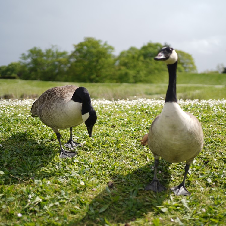 Pet waste services in Fort Collins, CO