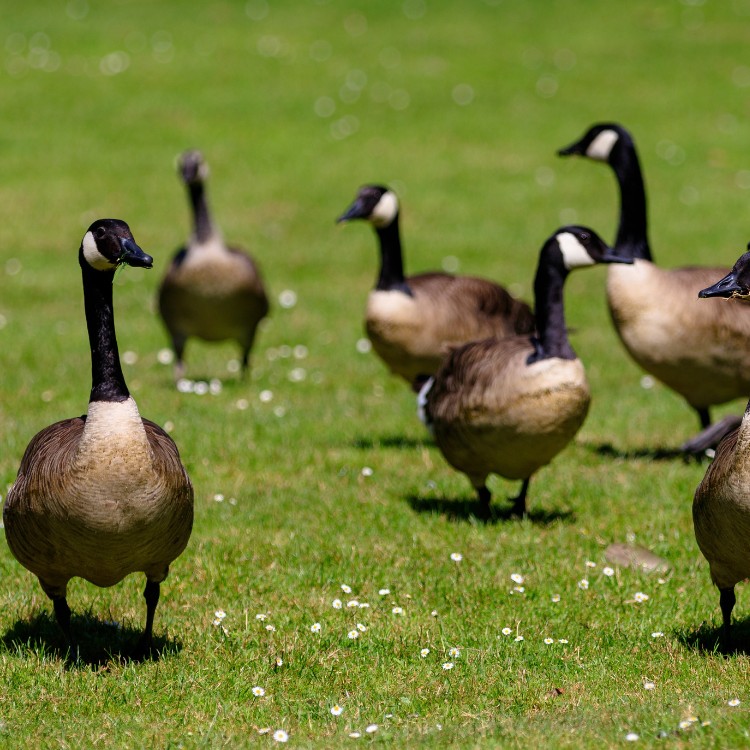 Pet waste services in Fort Collins, CO