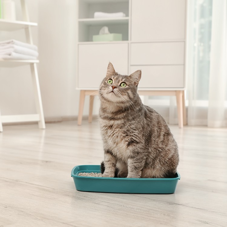 Pet waste services in Fort Collins, CO Pet waste services in Fort Collins, CO