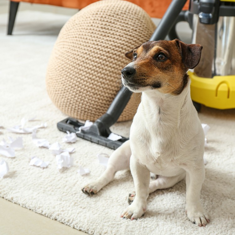 Pet waste services in Fort Collins, CO